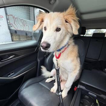 Spud -  Great Pyrenees Dog for Adoption in New York, New York - Spud | PetCurious