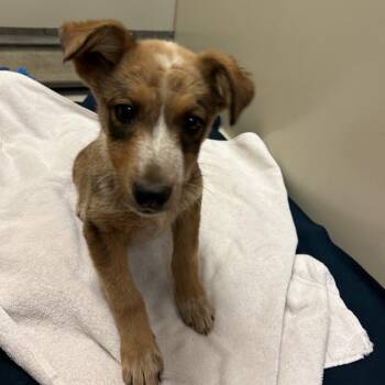 Mixed Breed Dogs Available for Adoption in Flagstaff, Arizona - Smuckers | PetCurious