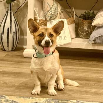 Corgi and Mixed Breed Dogs Available for Adoption in Myrtle Beach, South Carolina - Tootsie(Bean) | PetCurious