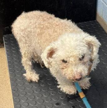 Moreso -  Mixed Breed Dog for Adoption in Chamblee, Georgia - Moreso | PetCurious