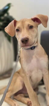 Rescue Labrador Retriever and Black Mouth Cur Dogs for Adoption in Elgin, Illinois - Tiki | PetCurious