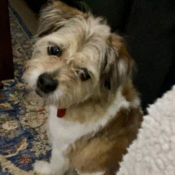 Lhasa Apso and Yorkshire Terrier Dogs Available for Adoption in Tunica, Mississippi - Jace  | PetCurious