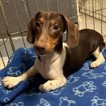 Basalt -  Miniature Dachshund Dog for Adoption in Omaha, Nebraska - Basalt | PetCurious