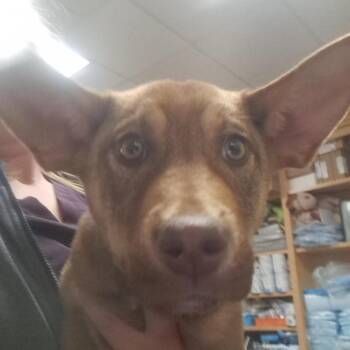 Mixed Breed Dogs Available for Adoption - Faith | PetCurious