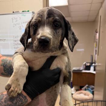 Vernon -  Catahoula Leopard Dog Dog for Adoption in Birmingham, Alabama - Vernon | PetCurious