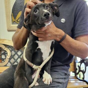 Rescue Mixed Breed Dogs for Adoption in Burbank, California - Amore | PetCurious