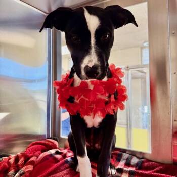 Mixed Breed Dogs Available for Adoption - Giselle | PetCurious