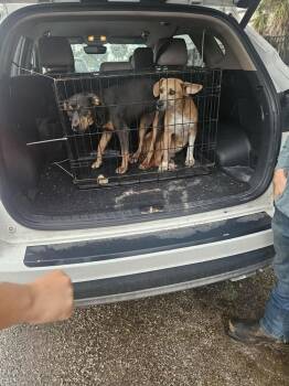 Terrier Dogs Available for Adoption in Lakeland, Florida - Carmelita | PetCurious