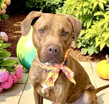 Rescue American Staffordshire Terrier and Rhodesian Ridgeback Dogs for Adoption in Perry, Iowa - Homer | PetCurious