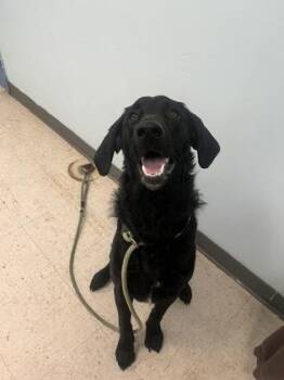 Bud -  Labrador Retriever Dog for Adoption in Gulfport, Mississippi - Bud | PetCurious