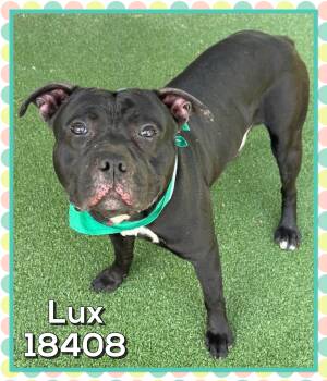 American Bully Dogs Available for Adoption in Marietta, Georgia - LUX | PetCurious