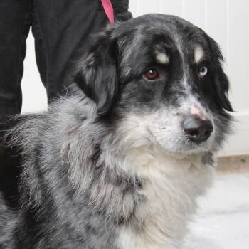 Australian Shepherd Dogs Available for Adoption - Chuck | PetCurious