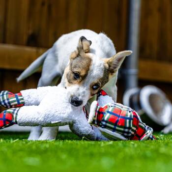 Chai -  Cattle Dog and Mixed Breed Dog for Adoption in Naperville, Illinois - Chai | PetCurious