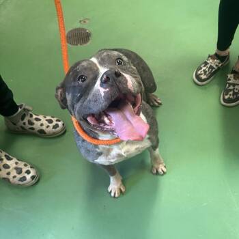 Jigglypuff -  American Bulldog Dog for Adoption in South Haven, Michigan - Jigglypuff | PetCurious