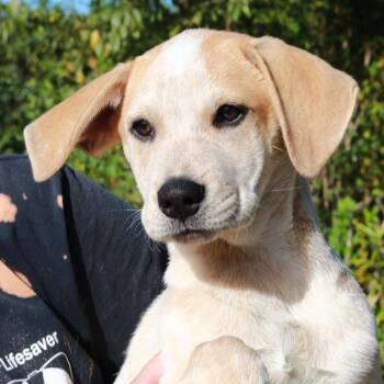 CT Sweet Pea -  Anatolian Shepherd and Mixed Breed Dog for Adoption in Eastford, Connecticut - CT Sweet Pea | PetCurious