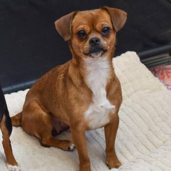 Chihuahua Dogs Available for Adoption - Precious -- Bonded Buddy With Sky | PetCurious
