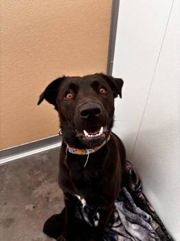 Labrador Retriever Dogs Available for Adoption - Qimmiq | PetCurious