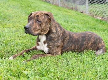 Eeyore -  Pit Bull Terrier Dog for Adoption in Troy, Ohio - Eeyore | PetCurious