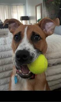 Cota -  Boxer Dog for Adoption in Houston, Texas - Cota | PetCurious