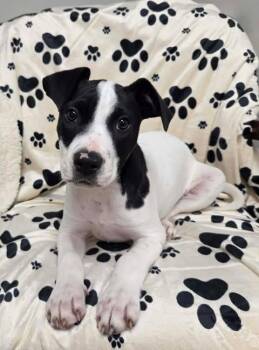 American Staffordshire Terrier and Terrier Dogs Available for Adoption in Muskego, Wisconsin - Maisy The Bully Mix Puppy  | PetCurious