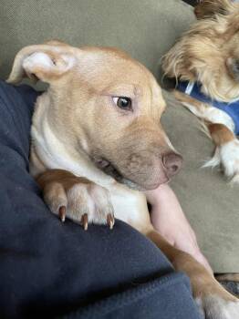 Gremlin -  Australian Cattle Dog Blue Heeler Dog for Adoption in Pottstown, Pennsylvania - Gremlin | PetCurious