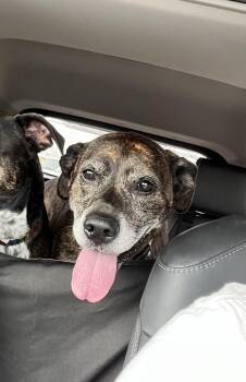 Hound Dogs Available for Adoption - Sammy | PetCurious