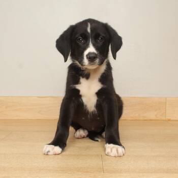 Gamba D70364 -  Labrador Retriever and Mixed Breed Dog for Adoption in Minnetonka, Minnesota - Gamba D70364 | PetCurious