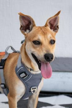 Simon -  Chihuahua and Dachshund Dog for Adoption in Savage, Minnesota - Simon | PetCurious