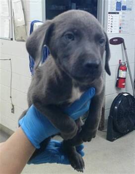 A480711 -  German Shepherd Dog and Labrador Retriever Dog for Adoption in Oklahoma City, Oklahoma - A480711 | PetCurious