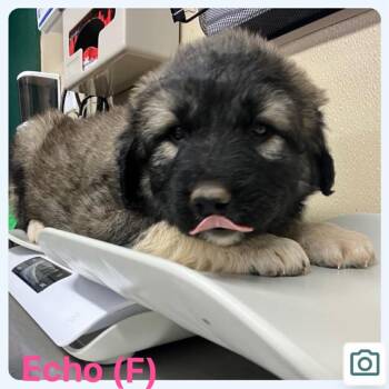 Caucasian Sheepdog Caucasian Ovtcharka and Great Pyrenees Dogs Available for Adoption in Otisfield, Maine - Echo | PetCurious