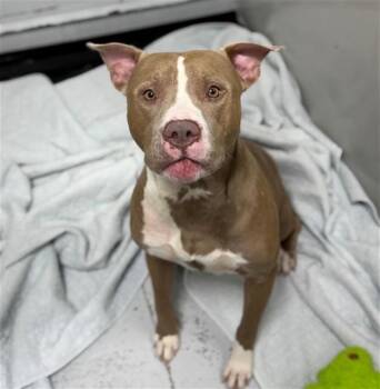 CARP -  Pit Bull Terrier Dog for Adoption in Conroe, Texas - CARP | PetCurious