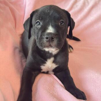 Justice Pup - Warrant -  Labrador Retriever and Terrier Dog for Adoption in San Diego, California - Justice Pup - Warrant | PetCurious