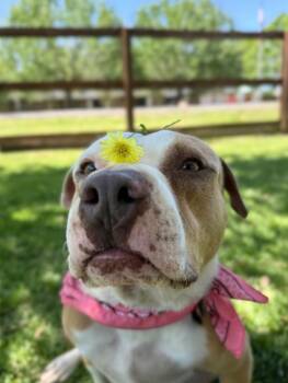 Clover the Luckiest Girl -  Staffordshire Bull Terrier and Pit Bull Terrier Dog for Adoption in Friendswood, Texas - Clover The Luckiest Girl | PetCurious