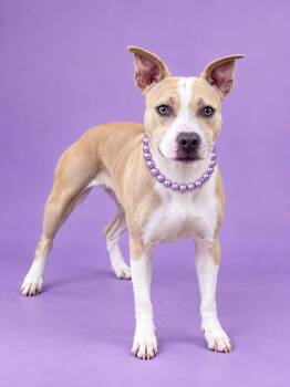 Charlotte -  American Staffordshire Terrier Dog for Adoption in Shillington, Pennsylvania - Charlotte | PetCurious