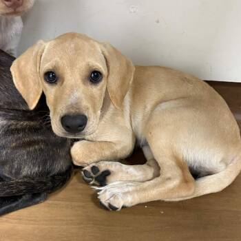 Helly R. -  Labrador Retriever and Hound Dog for Adoption in Beaumont, Texas - Helly R. | PetCurious