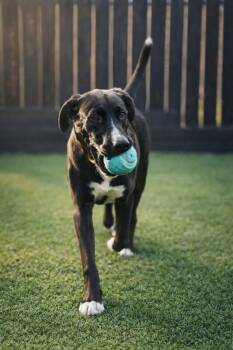 Pit Bull Terrier and Labrador Retriever Dogs Available for Adoption - Kumquat Citrus | PetCurious