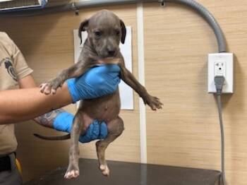 Rescue Pit Bull Terrier and Mixed Breed Dogs for Adoption in Honolulu, Hawaii - 59634328 | PetCurious