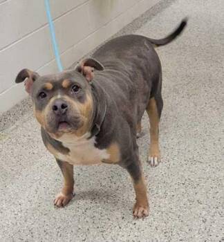 Pit Bull Terrier and Mixed Breed Dogs Available for Adoption in Kansas City, Missouri - Good Golly | PetCurious