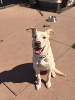 Winnie -  Labrador Retriever and Husky Dog Available for Adoption in Ashland, Wisconsin - Winnie | PetCurious