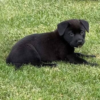 Ron Swanson -  Mixed Breed Dog for Adoption in Racine, Wisconsin - Ron Swanson | PetCurious