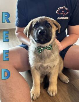 Shepherd and Husky Dogs Available for Adoption - Reed | PetCurious
