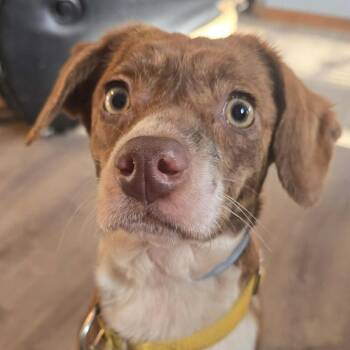 Terrier and Mixed Breed Dogs Available for Adoption in Olathe, Kansas - Volley Llama | PetCurious