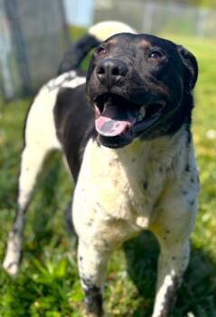 Cattle Dog and Mixed Breed Dogs Available for Adoption in Taylorsville, North Carolina - Brucie | PetCurious