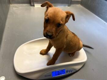 German Shepherd Dog and Mixed Breed Dogs Available for Adoption - TIESTO | PetCurious