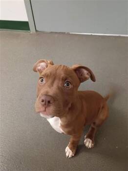 Pit Bull Terrier and Mixed Breed Dogs Available for Adoption in Corpus Christi, Texas - DOZER | PetCurious