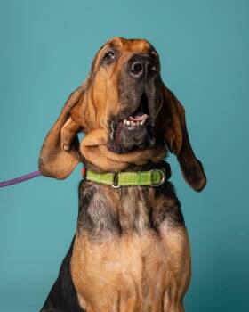 Trusty -  Bloodhound Dog for Adoption in Pflugerville, Texas - Trusty | PetCurious