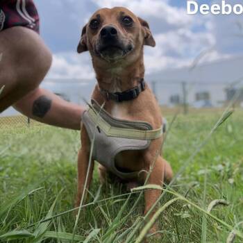 Deebo -  Terrier Dog for Adoption in Little Rock, Arkansas - Deebo | PetCurious