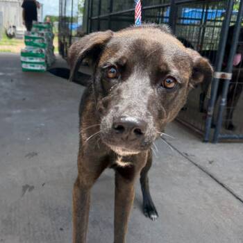 Rescue Mixed Breed Dogs for Adoption in Lake Jackson, Texas - Paisley | PetCurious