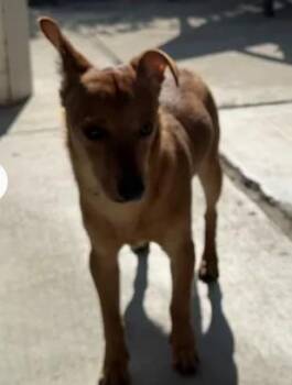 Chihuahua Dogs Available for Adoption - A046743 | PetCurious