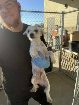 Rescue Poodle Dogs for Adoption in Hartland, Wisconsin - Griswold-Foster Home Needed | PetCurious